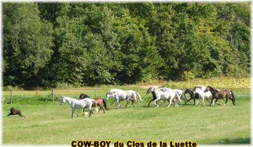 le bouvier des flandres et le cheval - Elevage du CLOS DE LA LUETTE - COPYRIGHT DEPOSE